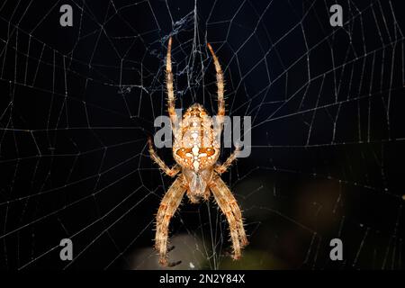 Spider-cross tesse un ragnatele su uno sfondo scuro. Primo piano, composizione centrale, spazio di copia. Foto Stock