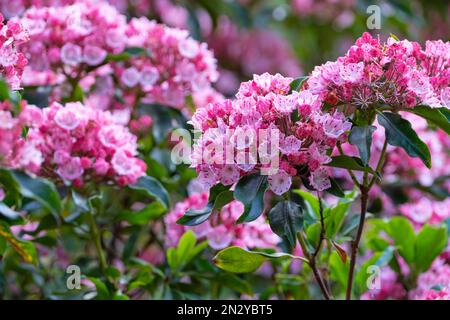 Kalmia latifolia fuoco olimpico, arbusto sempreverde, grappoli di grandi fiori rosa crimpati a forma di coppa Foto Stock