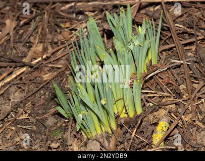 At the end of winter green shoots emerge from the woodland floor as wildflowers start to emerge for Spring. Daffodils are one of the first to show. Foto Stock