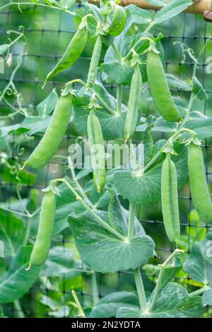 Piselli in anticipo, Pisum sativum in anticipo, baccelli di maturazione precoce su piante nane Foto Stock