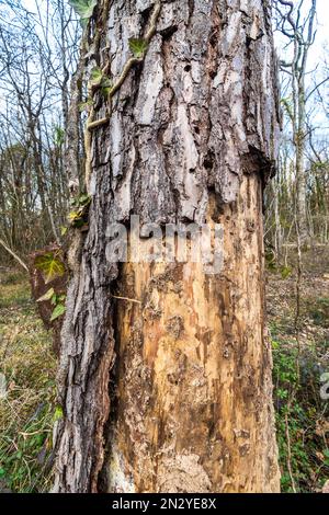 Peeling corteccia da Pino malato e morente - Francia. Foto Stock
