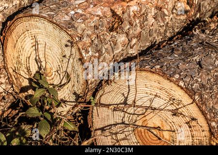 Tronchi e fogliame di sfondo natura Foto Stock