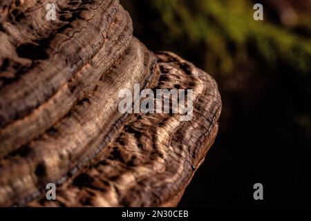 Funghi a staffa estetici che crescono su un tronco d'albero nel bosco Foto Stock