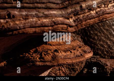 Funghi a staffa estetici che crescono su un tronco d'albero nel bosco Foto Stock