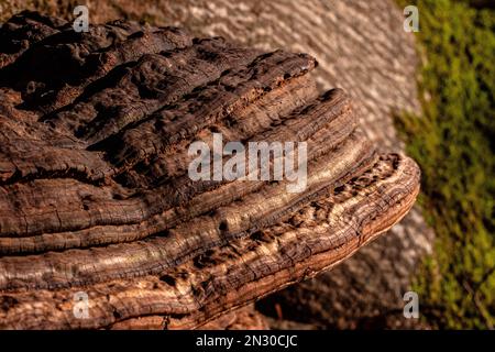 Funghi a staffa estetici che crescono su un tronco d'albero nel bosco Foto Stock