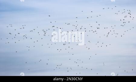 Grande gregge misto di lapwing settentrionale (Vanellus vanellus) e di plover dorato (Pluvialis albicaria), Yorkshire settentrionale, Inghilterra, Regno Unito Foto Stock