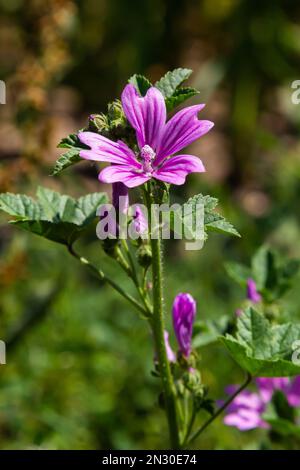 Malva thuringiaca Lavatera thuringiaca è una specie di pianta della famiglia Malvaceae. Foto Stock