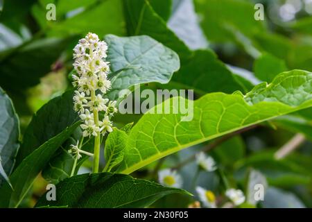 Primo piano pokeweed indiano fiorito Phytolacca acinosa, famiglia Phytolaccaceae. Primavera, maggio, giardino olandese. Foto Stock