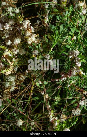 Flora di Gran Canaria - fili-come gli steli aggrovigliati di Cuscuta approssimata aka dodder parassita pianta macro naturale sfondo floreale. Foto Stock