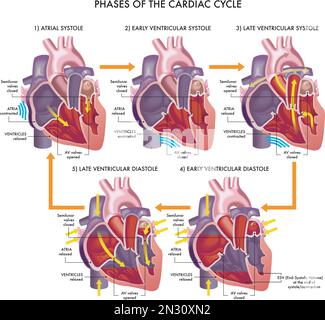 Illustrazione medica delle fasi del ciclo cardiaco, con annotazioni. Illustrazione Vettoriale