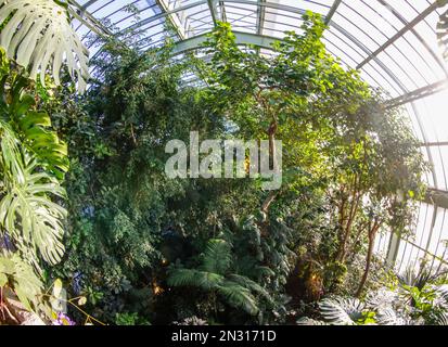 UNA MOSTRA DI MILLE ORCHIDEE NELLE GRANDI SERRE DEL JARDIN DES PLANTES A PARIGI Foto Stock