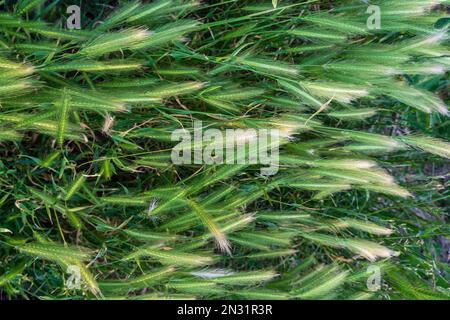 Erbacce - semi di Hordeum jubatum. Sfondo. Foto Stock