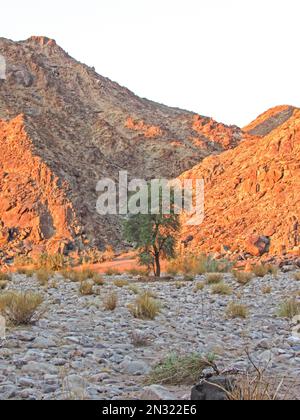 Un unico albero di Thorn alla base del Fish River Canyon, contro le ripide scogliere, colorato d'oro alla luce del tardo pomeriggio. Foto Stock