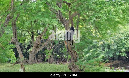 Macaco dalla coda di leone o Macaca silenus conosciuto anche come il wanderoo. Bella coppia seduta nel loro ambiente naturale al Vandalur zoo, Chennai. Foto Stock