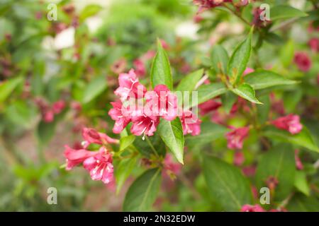 Fiori rossi di Bristol standard rubino weigela in giardino. Estate e primavera. Foto Stock