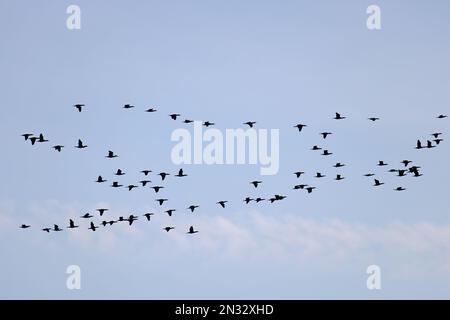 Cormorant (Phalacrocorax carbo) floccato volando al roost Norfolk UK GB Febbraio 2023 Foto Stock