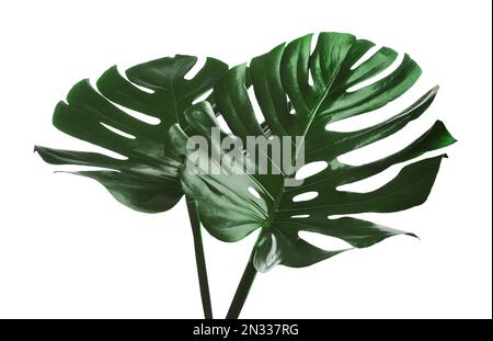 Bella monstera foglie isolato su bianco. Pianta tropicale Foto Stock