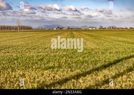 Pittoresco paesaggio della Val Padana, con i suoi vasti campi coltivati e le suggestive strade di campagna. Perfetto per progetti legati all'agricoltura, rurale l Foto Stock