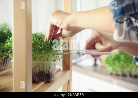 Donna che pota freschi microgreens organici all'interno, primo piano Foto Stock