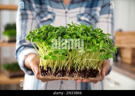 Donna che tiene freschi microgreens all'interno, primo piano delle mani Foto Stock