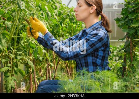 Bella giovane donna giardinaggio in una serra. Agricoltore biologico femminile si prende cura di una pianta verde in un giardino. Ragazza che rifilatura pomodori. Pianta vivaio WO Foto Stock