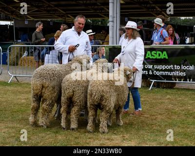 Lincoln Longwool Sheep (priorità pecore rare razza ariete) stand con agricoltori (uomo donna) per giudicare - il Great Yorkshire Show, Harrogate, Inghilterra, Regno Unito. Foto Stock