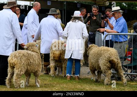 Lincoln Longwool pecore concorrenti (priorità pecore rare razza ariete arieti) lasciare anello guidato da uomini donne agricoltori - Great Yorkshire Show, Harrogate, Inghilterra, UK. Foto Stock
