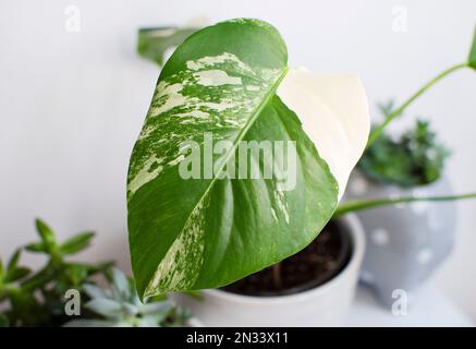 Monstera Deliciosa Albo. Piante rare. Pianta variegata. Pianta domestica di tendenza Foto Stock