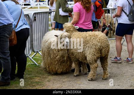 2 pedigree Lincoln Longwool pecore concorrenti (priorità pecore rare di razza ariete) in attesa da anello & contadino - Great Yorkshire Show, Harrogate, Inghilterra, UK. Foto Stock