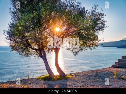 Ulivi sulla riva della baia di Spilese, posizione Himare. Esotica scena primaverile dell'Albania, Europa. Magnifico mare Adriatico. Bellezza di natu Foto Stock