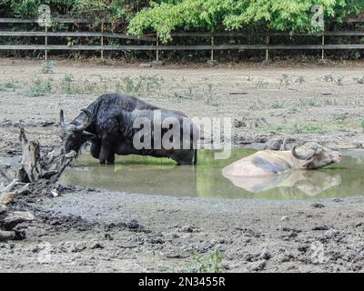 due bufali in acqua in estate Foto Stock