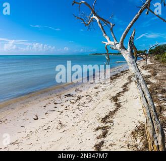 Barren Mangrove Forest a Sandspur Beach, Bahia Honda state Park, Florida, Stati Uniti Foto Stock