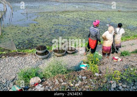 raccolta di castagne d'acqua (paniphal) nella zona rurale occidentale del bengala in india Foto Stock