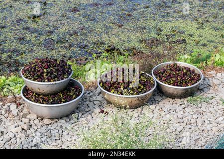 raccolta di castagne d'acqua (paniphal) nella zona rurale occidentale del bengala in india Foto Stock