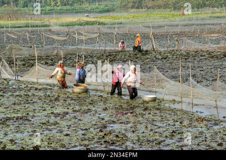 raccolta di castagne d'acqua (paniphal) nella zona rurale occidentale del bengala in india Foto Stock