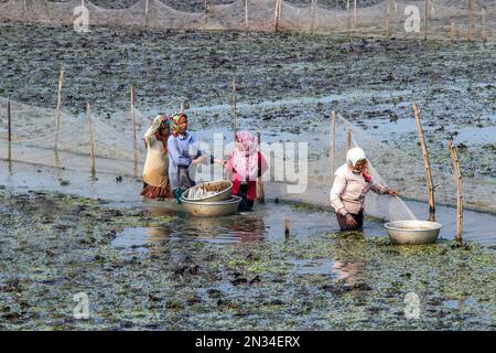 raccolta di castagne d'acqua (paniphal) nella zona rurale occidentale del bengala in india Foto Stock