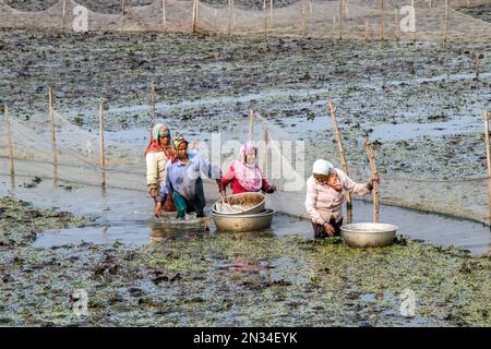 raccolta di castagne d'acqua (paniphal) nella zona rurale occidentale del bengala in india Foto Stock
