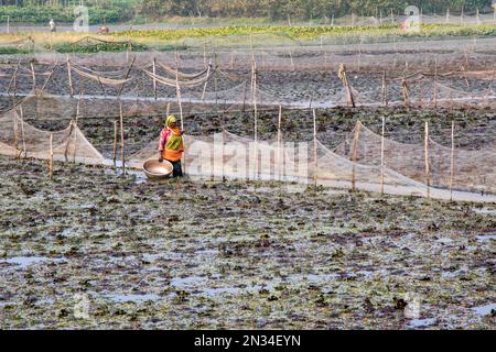 raccolta di castagne d'acqua (paniphal) nella zona rurale occidentale del bengala in india Foto Stock