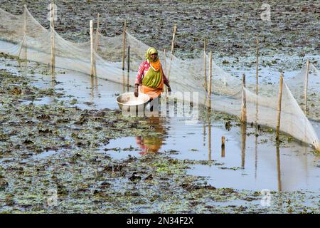 raccolta di castagne d'acqua (paniphal) nella zona rurale occidentale del bengala in india Foto Stock