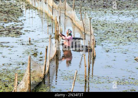 raccolta di castagne d'acqua (paniphal) nella zona rurale occidentale del bengala in india Foto Stock
