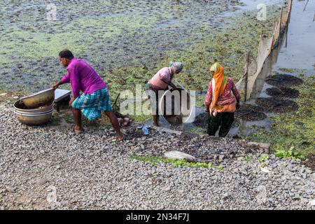raccolta di castagne d'acqua (paniphal) nella zona rurale occidentale del bengala in india Foto Stock