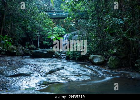 Le cascate di Buderim, conosciute anche come Serenity Falls, si trovano su 45 ettari del Parco della Foresta di Buderim e si trovano a pochi passi dal villaggio di Buderim, nella città di Hint Foto Stock