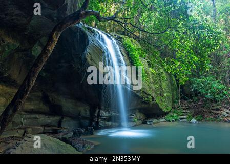 Le cascate di Buderim, conosciute anche come Serenity Falls, si trovano su 45 ettari del Parco della Foresta di Buderim e si trovano a pochi passi dal villaggio di Buderim, nella città di Hint Foto Stock
