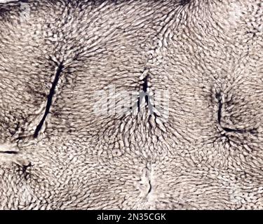 Lo studio di una microvascolatura d'organo implica di solito il riempimento dei vasi sanguigni con un'etichetta visibile al microscopio. Micrografia leggera di Liv Foto Stock