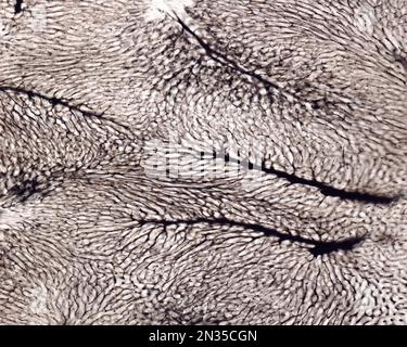 Lo studio di una microvascolatura d'organo implica di solito il riempimento dei vasi sanguigni con un'etichetta visibile al microscopio. Micrografia leggera di Liv Foto Stock