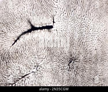 Lo studio di una microvascolatura d'organo implica di solito il riempimento dei vasi sanguigni con un'etichetta visibile al microscopio. Micrografia leggera di Liv Foto Stock