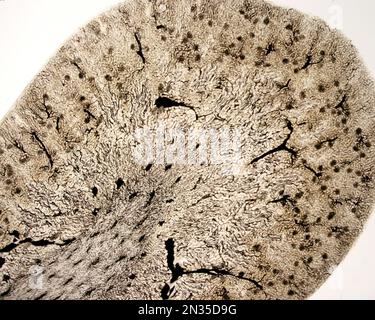 Lo studio di una microvascolatura d'organo implica di solito il riempimento dei vasi sanguigni con un'etichetta visibile al microscopio. Micro a basso ingrandimento Foto Stock