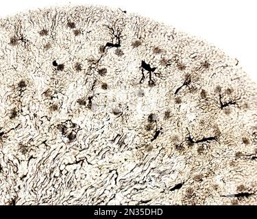 Lo studio di una microvascolatura d'organo implica di solito il riempimento dei vasi sanguigni con un'etichetta visibile al microscopio. Microscopia leggera Foto Stock