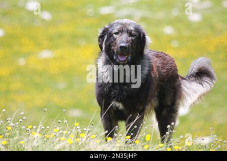 Cane Sharri pecora illirica negli altopiani del Kosovo meridionale Foto Stock