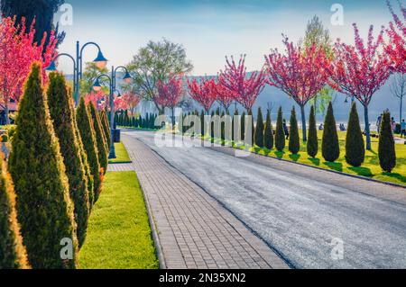 Ciliegi in fiore nel giardino di San Monastero di Naum sulla riva del lago di Ohrid. Colorata scena primaverile della Macedonia settentrionale, Europa. Concetto di viaggio Foto Stock